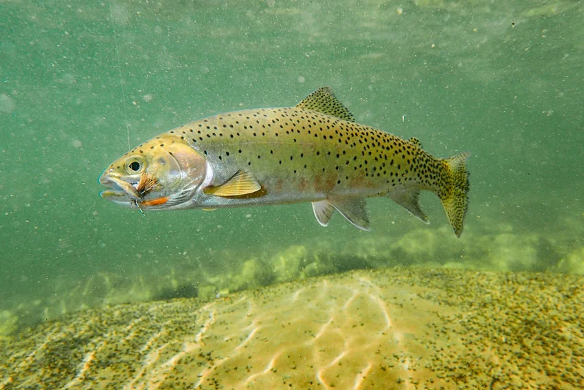 Cutthroat Trout gliding underwater after release, with sunlight illuminating its orange slash marks.