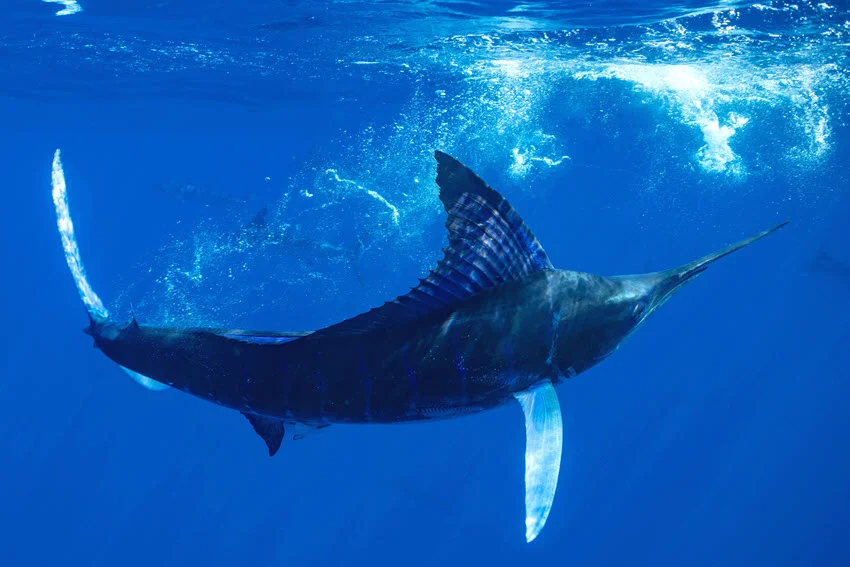 Biggest Swordfish vs. Marlin Ever Caught: World Records and Insights.