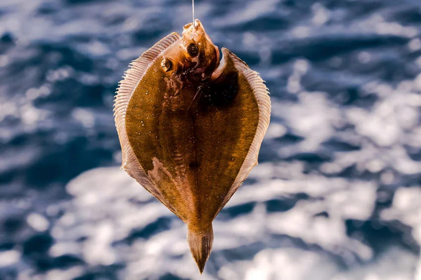 View of a Flounder hanging on a hook with water in the background, captured on a sunny day with bright natural light.