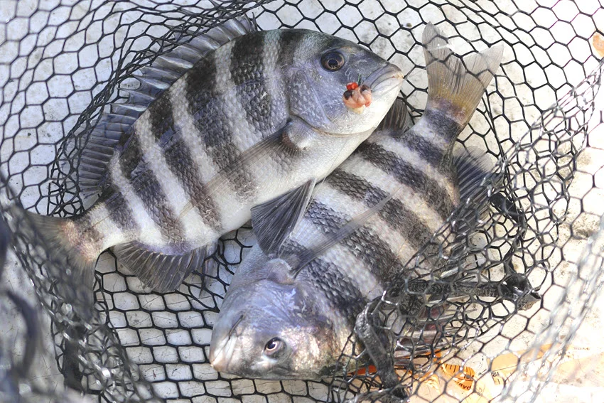 Top-down view of two Sheepshead caught in a net on a boat, with the deck and fishing gear partially visible around them.