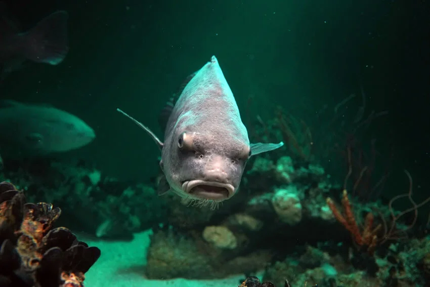A vast Black Drum fish swims around underwater vegetation close to the bottom.