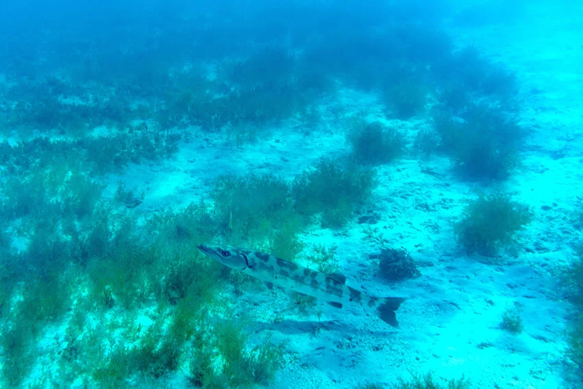A lonely Barracuda fish swims underwater, close to the ocean bottom.