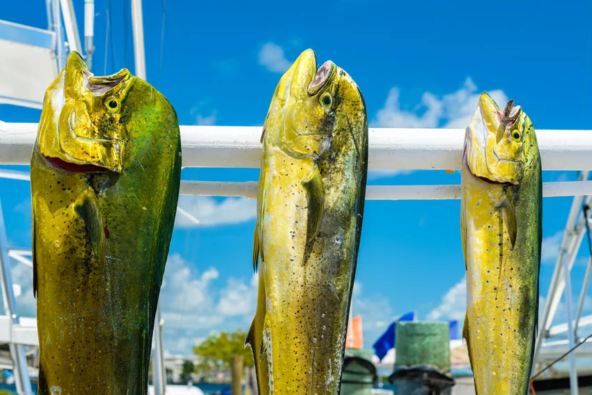 View of three freshly caught Mahi Mahi hanging at a fishing marina on a sunny day, with bright colors and clear skies all around.