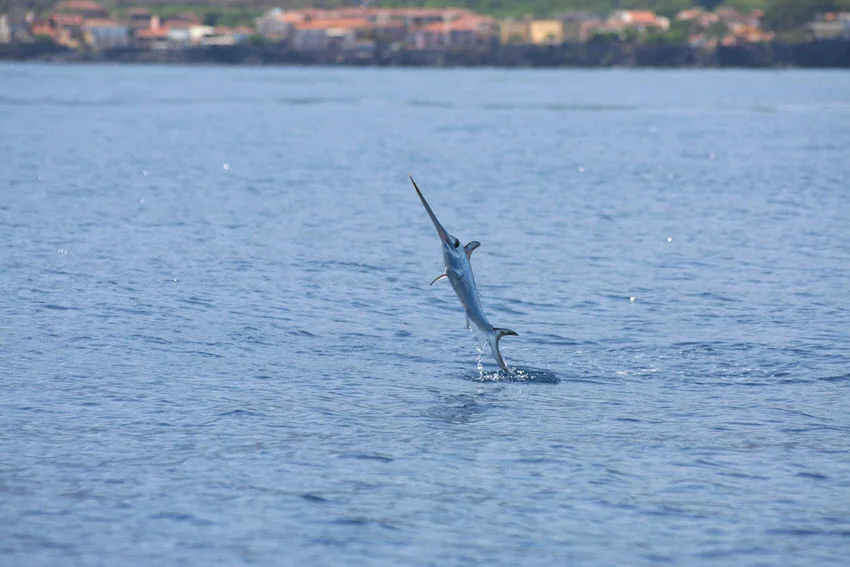 Action view of a Swordfish leaping out of the water, with splashes and sunlight highlighting its powerful motion.