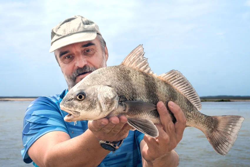 Angler holding a Black Drum close to the camera, showing its dark vertical bands, raised dorsal fin, and broad body against coastal water.