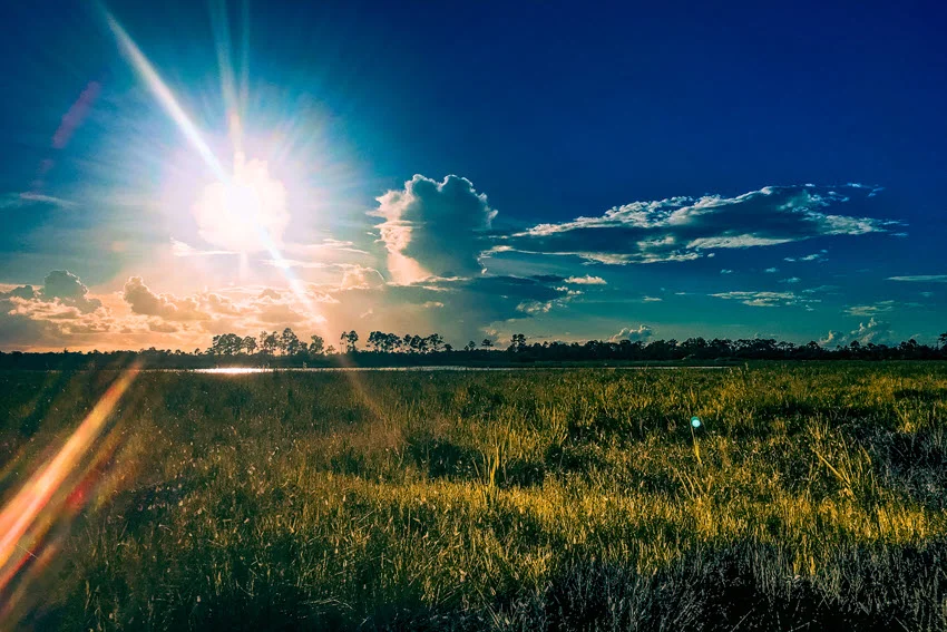 Marsh grasses and distant trees in evening sunlight, illustrating the wetland setting of Louisiana's marshes and coastal Black Drum fishing waters.