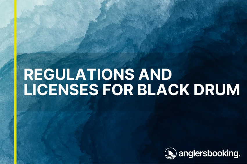 An illustration of ocean waves in intricate shades of blue, with a yellow line on the left side of the visual, the heading Regulations and Licenses for Black Drum, and the Anglers Booking logo at the bottom right.