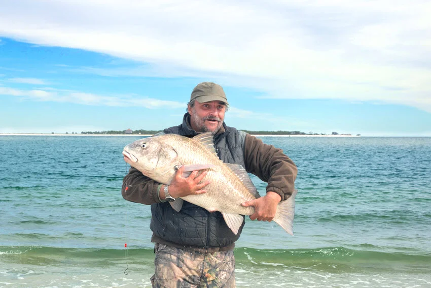 Angler holding a large Black Drum on the beach at St. George Island, Florida, with gentle waves rolling toward the sandy shore.