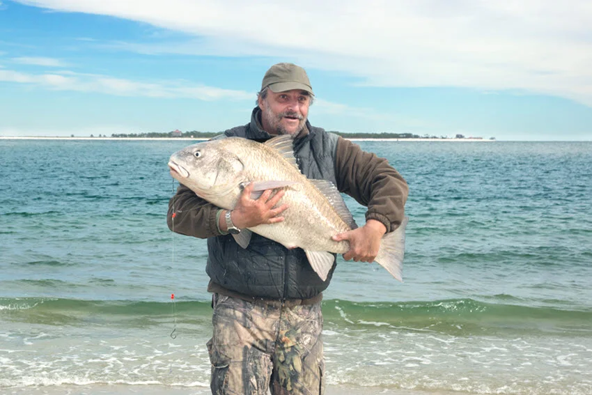 Full-body shot of an angler holding a large Black Drum on a Florida beach with calm inshore water in the background.