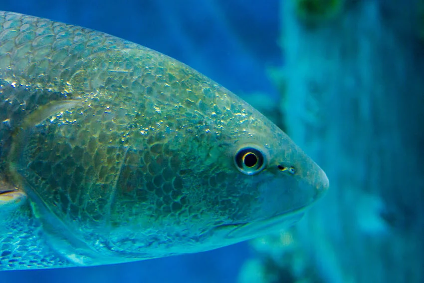 Black Drum Season in Florida: Rules, Tips, and Best Times.