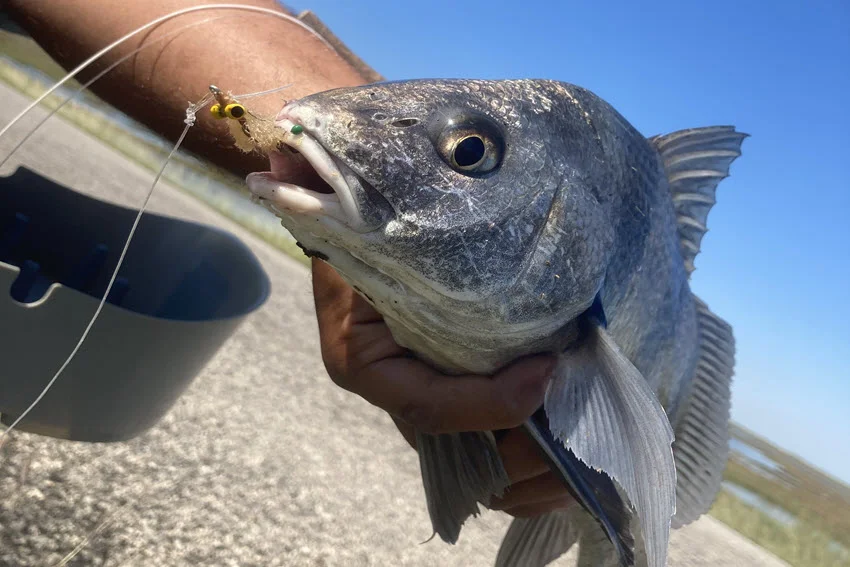Close-up shot of an angler holding a Black Drum caught on a small jig near shallow inshore water in Florida.