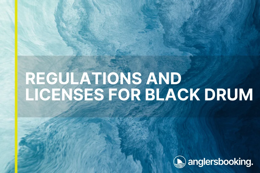 An illustration of ocean waves in intricate shades of blue, with a yellow line on the left side of the visual, the heading Regulations and Licenses for Black Drum, and the Anglers Booking logo at the bottom right.