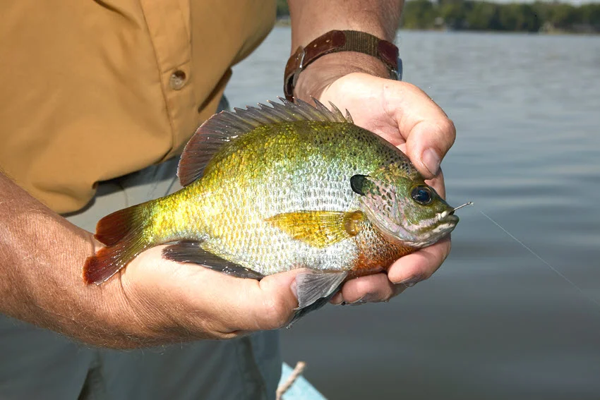 Bluegill Season in Florida: Rules, Tips, and Best Times.