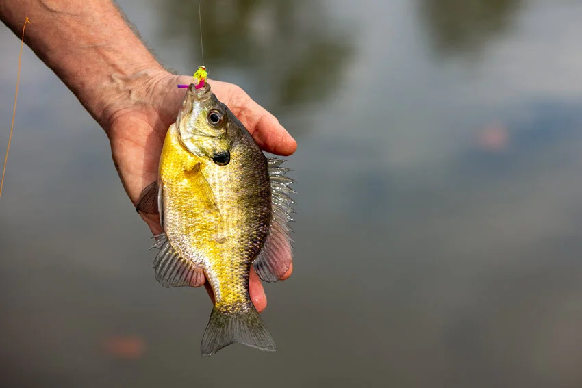 Angler holding a freshly caught Bluegill over lake water in Florida, showing a common light tackle panfish catch during a freshwater trip.