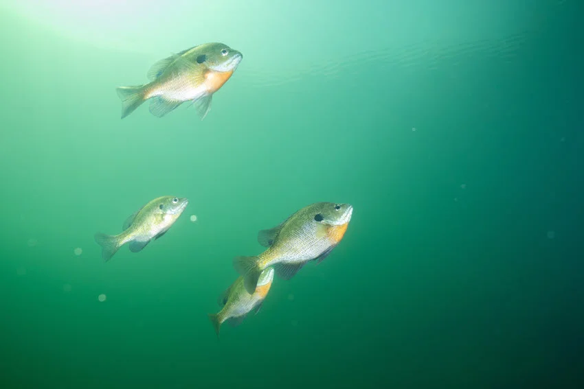 School of Bluegill swimming through clear green freshwater in Florida, showing the type of open water and cover where panfish often gather.