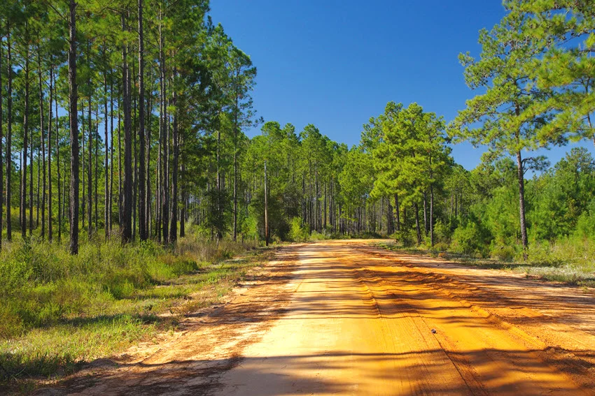 Sandy access road through a Florida pine forest leading toward freshwater fishing areas, lakes, ponds, and quiet panfish habitats.