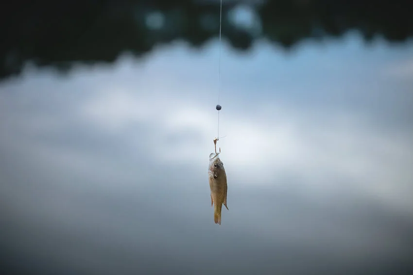 Small Bluegill hanging from a fishing line over calm Florida freshwater, showing a simple panfish catch often made with light tackle and small hooks.