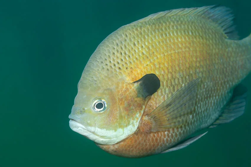Bluegill vs. Crappie: Comparison in Depth.