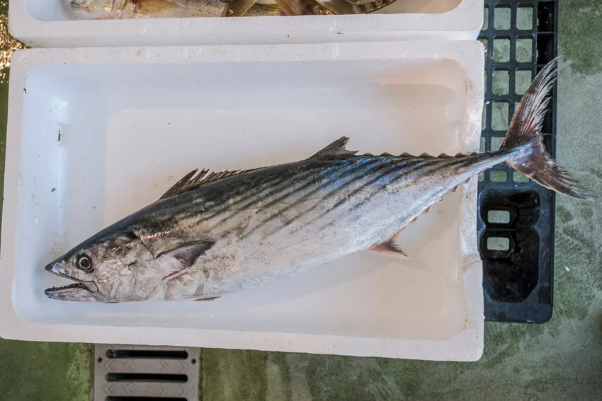 Atlantic Bonito resting on a white tray at a fish market, showing its striped pattern and silvery body.