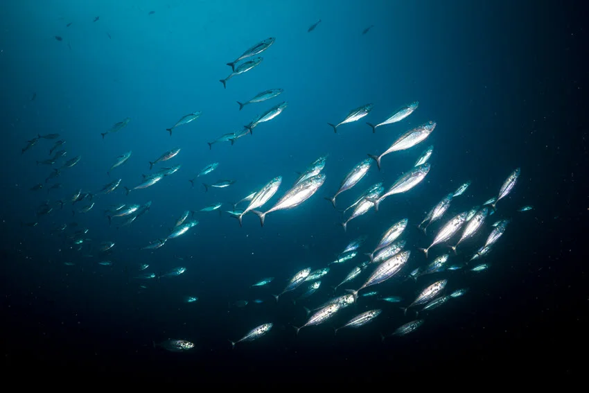 Bonito Fishing: The Angler's Guide
