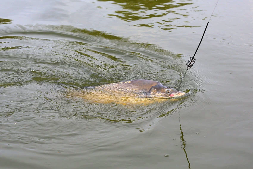 The Carp, turned on its side and displaying its beautiful colors, is being pulled out of the water with the fishing rod attached to its mouth.