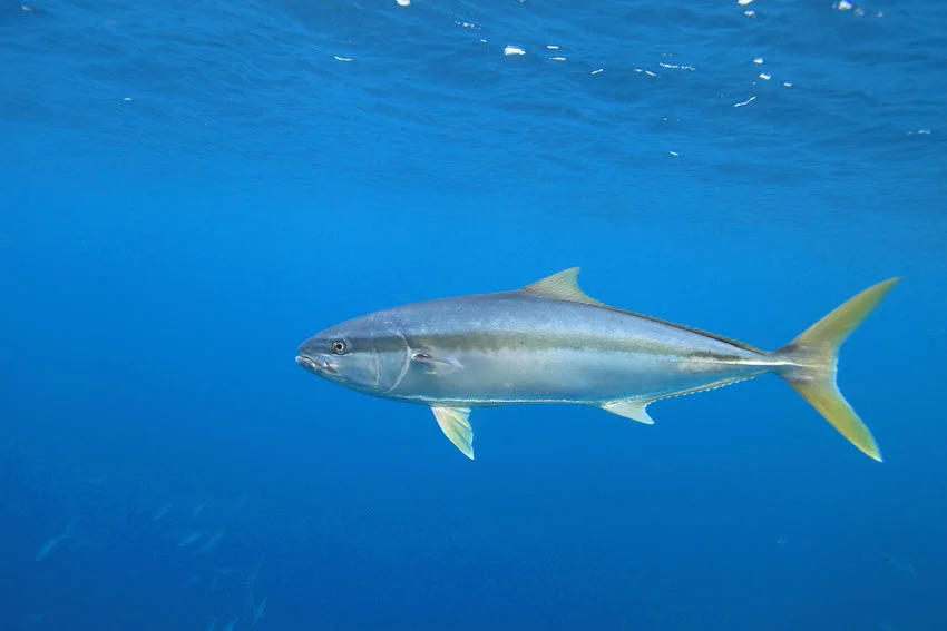 View of an Amberjack swimming near the water surface, with sunlight reflecting off its sleek body.