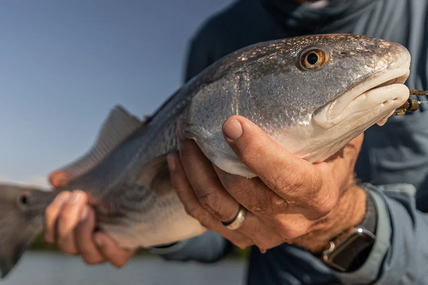 Close-up view of an angler holding a Redfish with both hands, showing the fish's details clearly against a coastal backdrop.