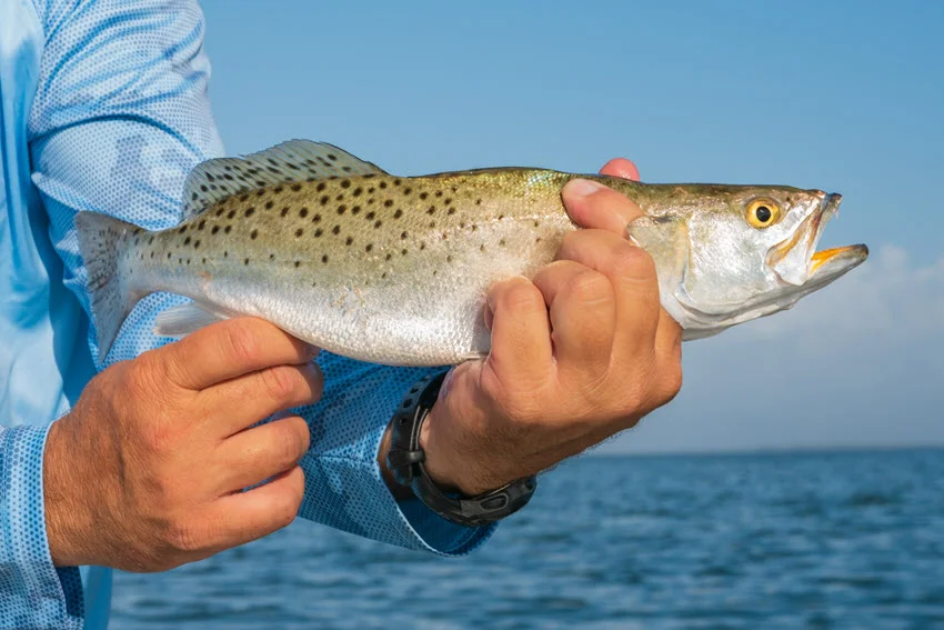 A close shot of a freshly caught Speckled Trout, with a blurred water background glistening under the sunny sky.