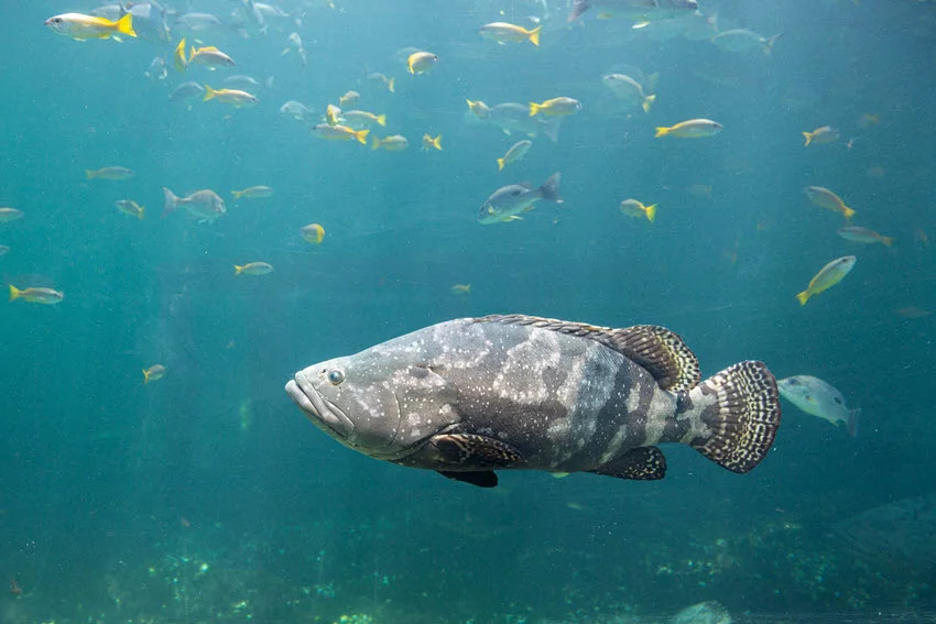 Side shot of a giant Grouper in deep blue water, showcasing its massive body and distinctive markings.