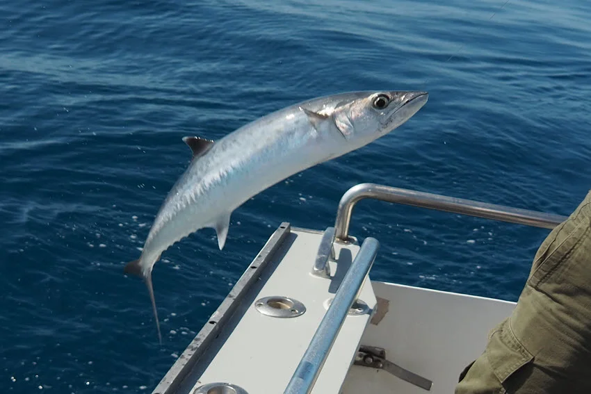 Shot of an angler landing a King Mackerel on a fishing boat, with the fish thrashing near the deck.