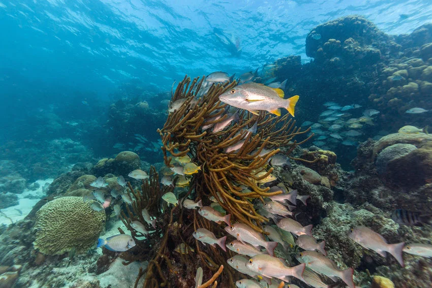 Vivid view of the ocean floor with small fish swimming around a colorful coral reef in clear water.