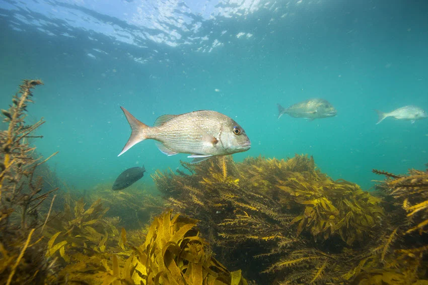 Underwater view of three Snapper swimming near marine vegetation, with clear details of their fins and body patterns.