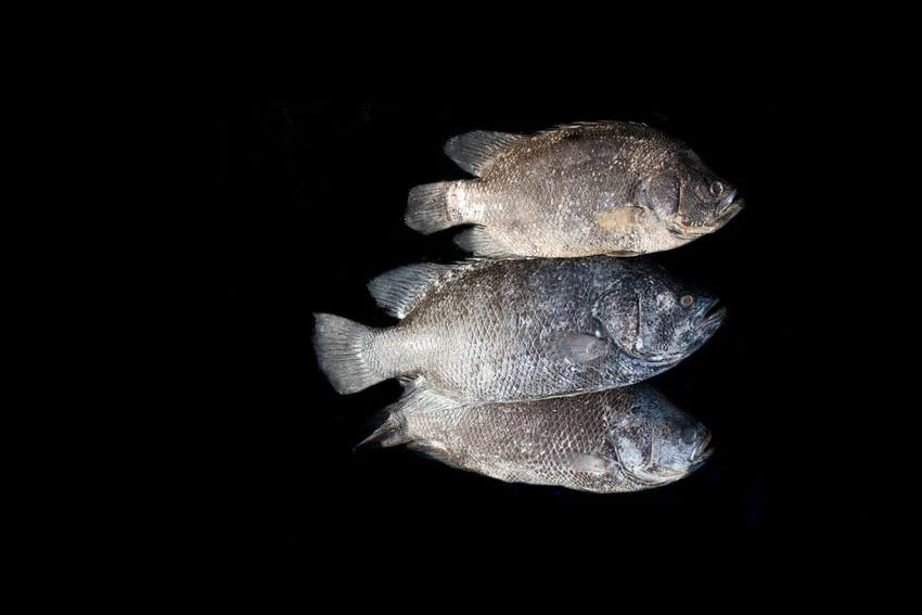 Three Tripletail fish swim together in the dark ocean water, with their unique shapes and fins clearly visible.