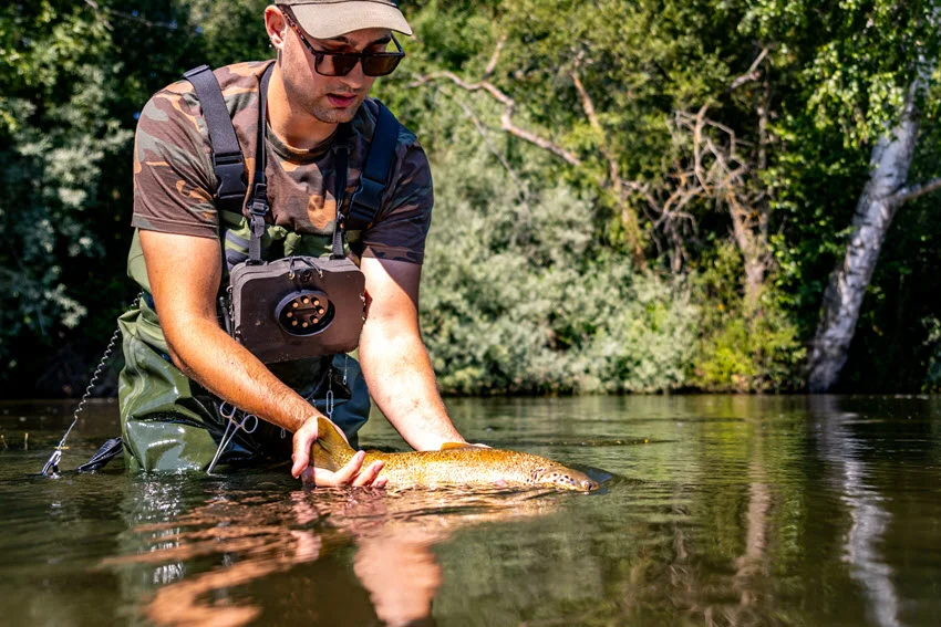Angler gently releasing a Trout in a shallow river while practicing responsible catch-and-release fishing techniques that minimize handling stress.
