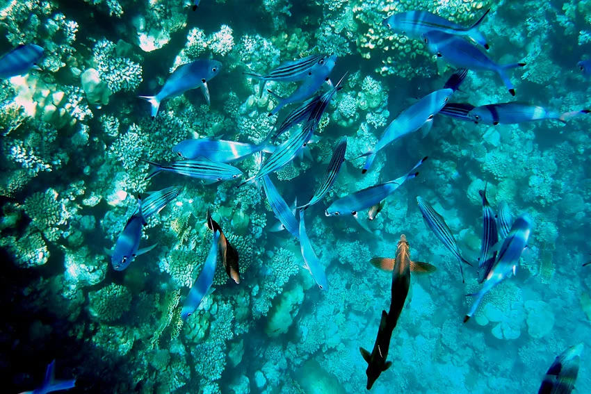 Underwater view of a school of blue-striped fish swimming over a coral reef, illustrating the healthy habitat catch-and-release practices help protect.