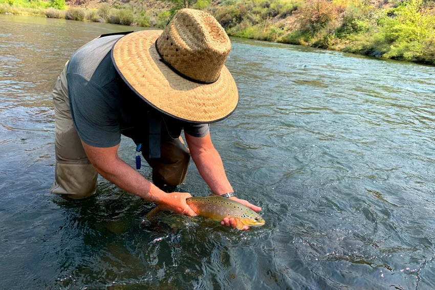 Fly angler releasing a Brown Trout in a flowing river while supporting the fish in the water as part of species-specific catch-and-release care.