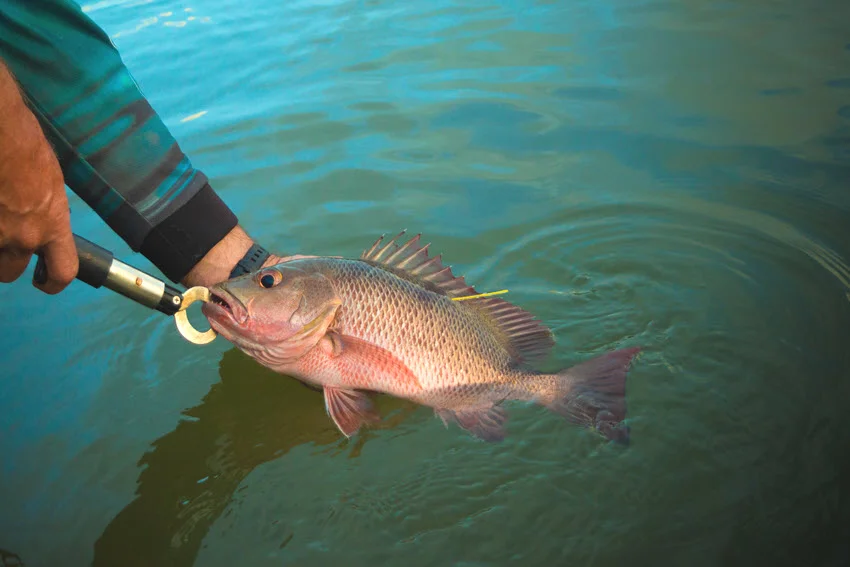 Mangrove Jack being returned to a river with a lip-grip tool after being caught during a responsible catch-and-release fishing trip.
