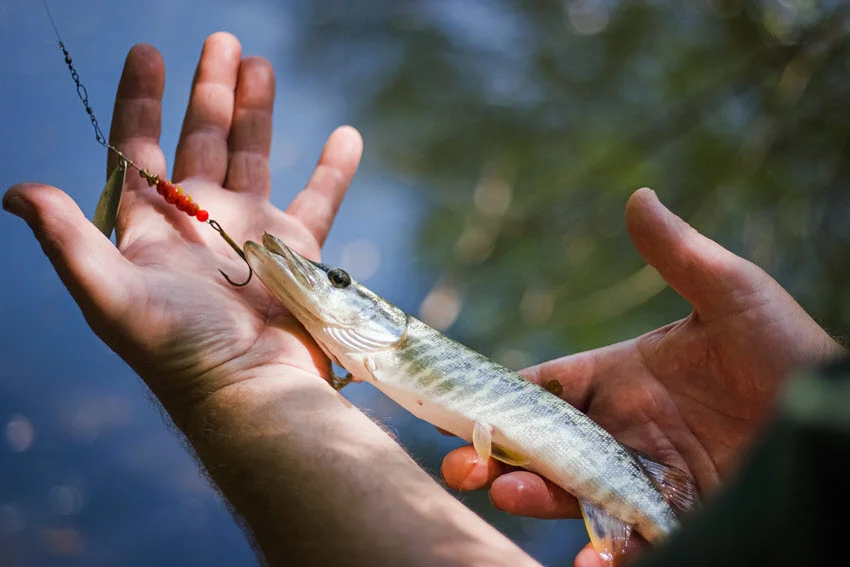 Close view of an angler supporting a small hooked fish with both hands before gently returning it to the water.
