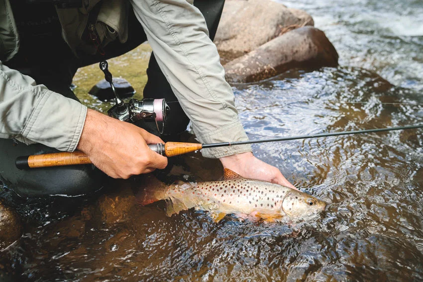Brown Trout being released beside a rocky riverbank as an angler keeps the spinning rod nearby and supports the fish in shallow water.