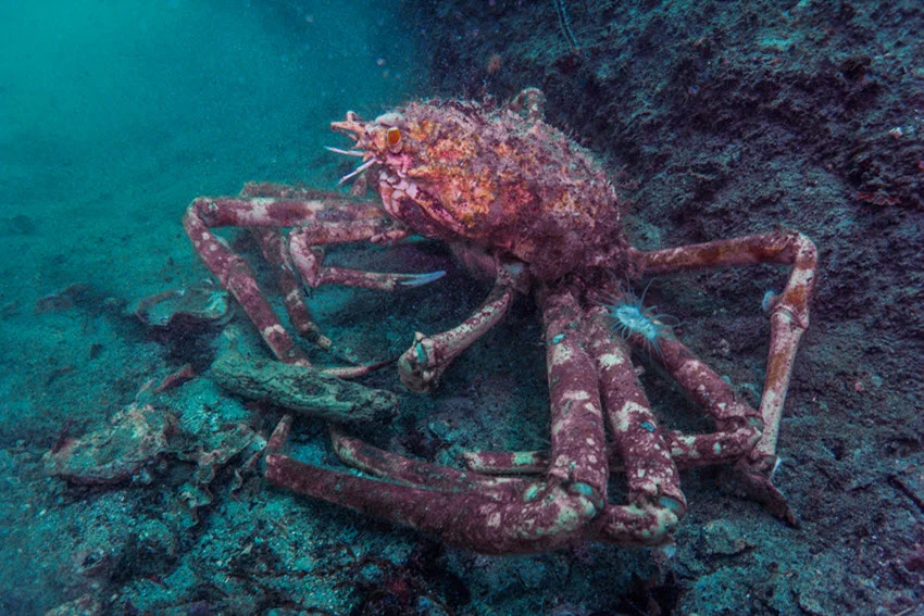 Japanese giant spider crab (Macrocheira kaempferi) spotted underwater at a depth of 65 feet in Owase, Mie, Japan, showcasing its immense size as the largest crab species in the world.