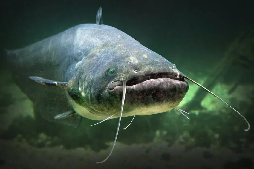 Catfish Fishing: The Angler's Guide