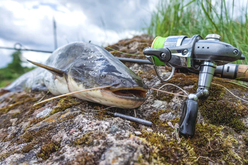Catfish lying beside a fishing rod and reel on a rocky shoreline, showing the heavier tackle often used for freshwater bottom fishing.