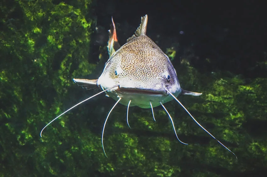 Catfish swimming underwater through dark freshwater habitat with green cover, showing the low-light areas where Catfish often feed.