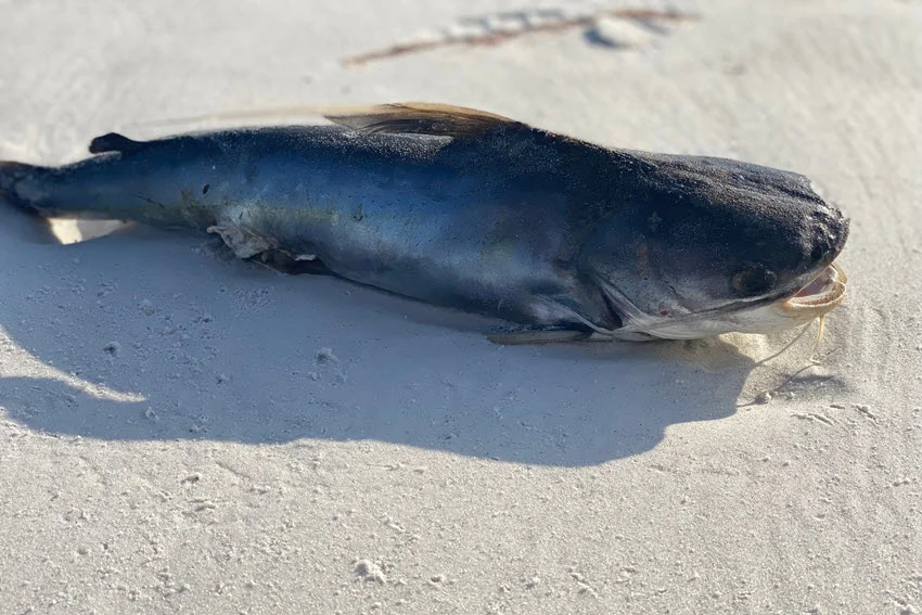 Large Catfish resting on a sandy shoreline after being caught, showing the size and body shape of a mature freshwater Catfish.