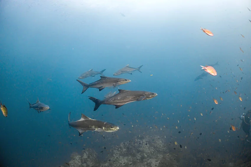 School of Cobia swimming above a reef in open blue water, showing how these powerful fish move through deeper offshore structure.