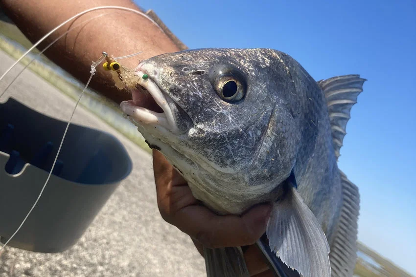 Angler holding a Black Drum caught near jetties in Galveston, under a bright, sunny sky.