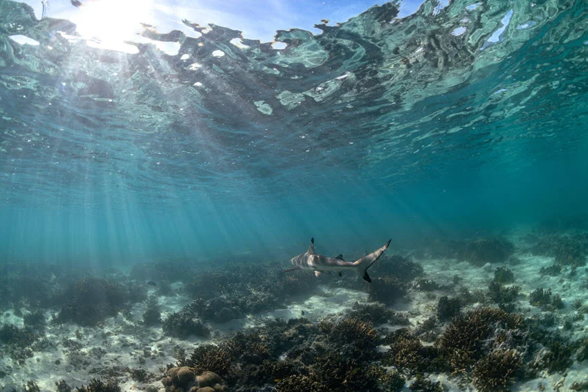 Blacktip Shark swimming over a shallow reef flat with clear blue water and sunlight rays filtering through the surface.