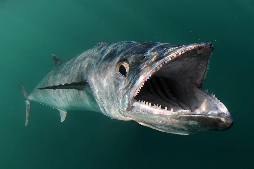 View of a King Mackerel from the front, opening its mouth with sharp teeth, showcasing its unpredictable nature and character.