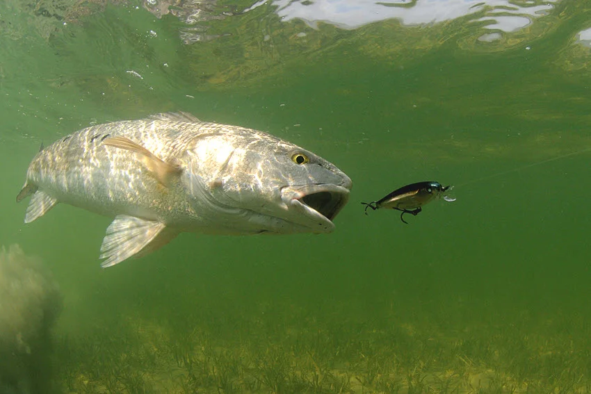 Close view of a Red Drum swimming over a sandy bottom topics while moving in to bite a lure in shallow coastal water.