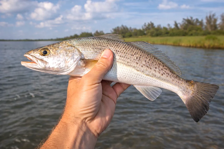 Angler holding a Sand Seatrout above shallow coastal water with grassy shoreline in the background under a clear sky.